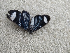 Hypocrita fenestraria