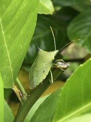 Biprorulus bibax
