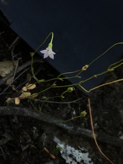 Wahlenbergia gracilenta