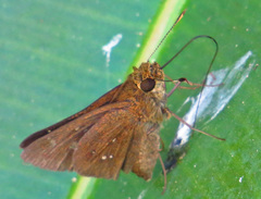Decinea percosius