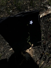 Wahlenbergia gracilenta