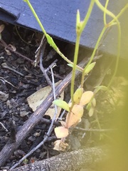Wahlenbergia gracilenta