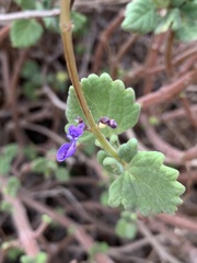 Coleus intraterraneus