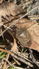Palomena viridissima
