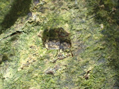 Basitropis