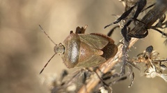 Palomena viridissima