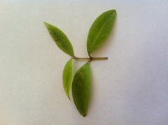 Metrosideros umbellata