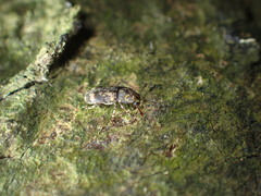 Basitropis