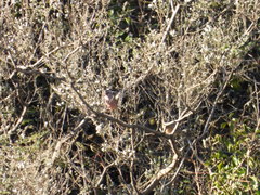 Carpodacus davidianus