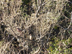 Carpodacus davidianus