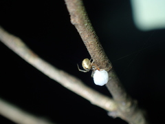 Anelosimus crassipes