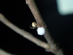 Anelosimus crassipes