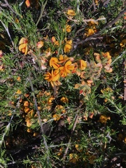 Pultenaea laxiflora