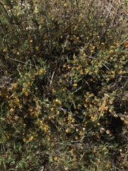 Pultenaea laxiflora