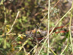 Gampsocleis gratiosa
