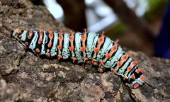 Rothschildia lutea