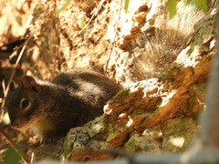 Sciurotamias davidianus