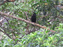 Cephalopterus ornatus