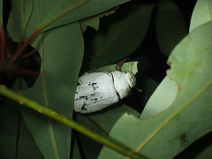 Cyphochilus apicalis