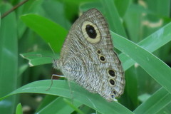 Ypthima baldus newboldi