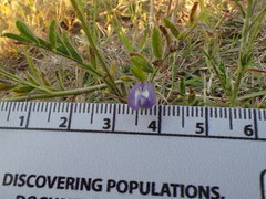 Astragalus pleianthus