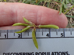 Astragalus pleianthus