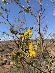 Acacia strongylophylla