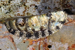 Acanthopleura gemmata