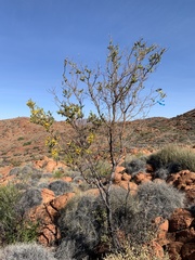Acacia strongylophylla