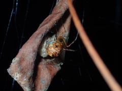 Parasteatoda songi