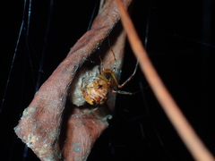 Parasteatoda songi