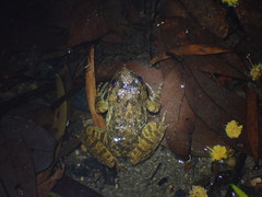 Quasipaa exilispinosa