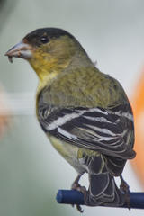 Spinus psaltria