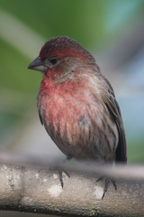Haemorhous mexicanus