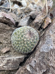 Escobaria tuberculosa varicolor