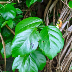 Anemopaegma