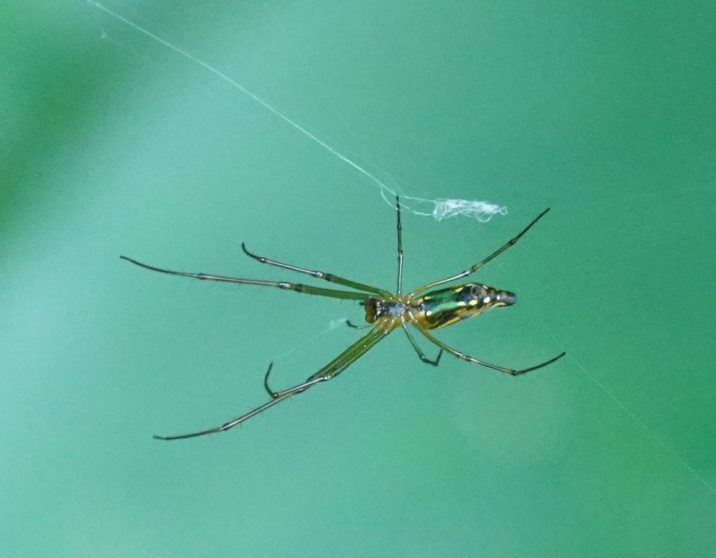 Leucauge decorata