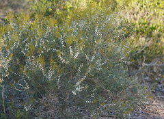 Hakea mitchellii