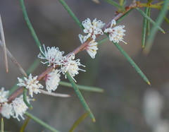 Hakea mitchellii
