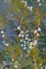 Hakea mitchellii