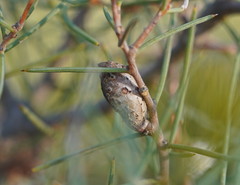 Hakea mitchellii