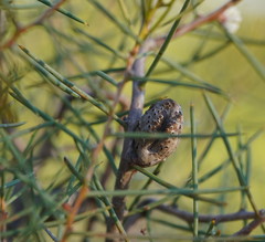 Hakea mitchellii