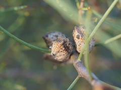 Hakea mitchellii