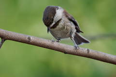 Poecile rufescens