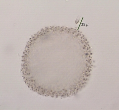 Bicoecida