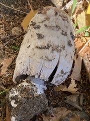 Coprinus comatus