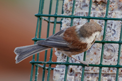 Poecile rufescens