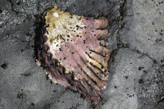 Saccostrea glomerata