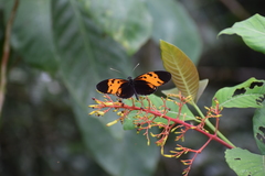 Heliconius numata bicoloratus