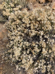 Ericameria martirensis